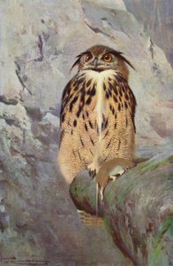 Hibou grand-duc