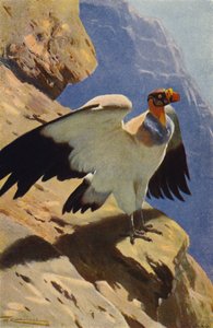Vautour pape