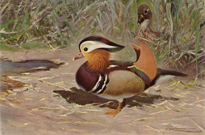Canard mandarin