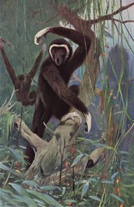 Gibbon à mains blanches