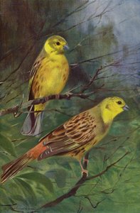 Bruant jaune