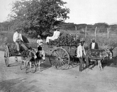 Chariots en bois, Jamaïque - Adolphe Duperly and Son