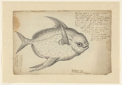 Poisson-lune (Lampris guttatus) - Adriaen Coenen