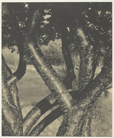 Les Arbres dansants, 1922 - Alfred Stieglitz