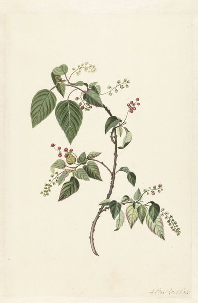 Nandina (Nandina domestica) - Alida Withoos