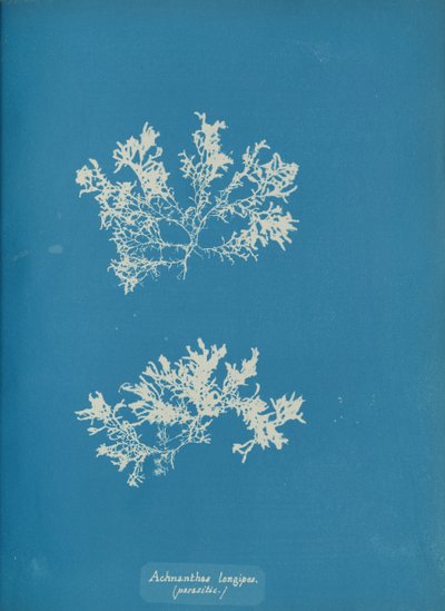 Achnanthes longipes. parasite, vers 1853 - Anna Atkins