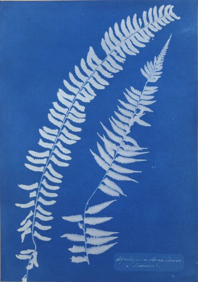 Asplenium Braziliense, Amérique du Sud - Anna Atkins