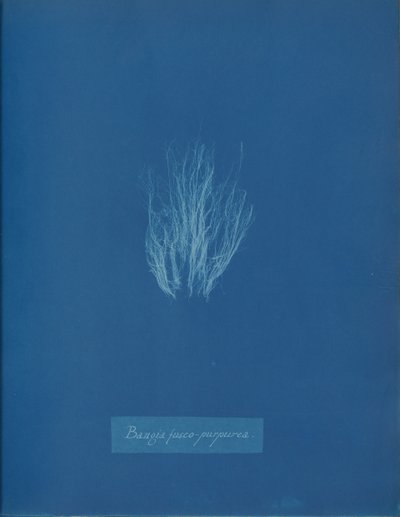 Bangia fusco-purpurea, vers 1853 - Anna Atkins