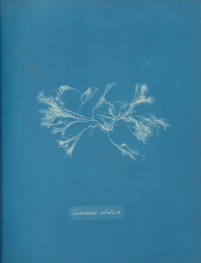 Ceramium ciliatum - Anna Atkins