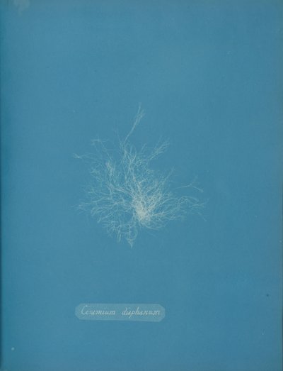 Ceramium diaphanum - Anna Atkins