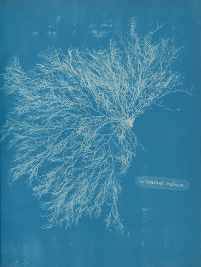 Ceramium rubrum - Anna Atkins