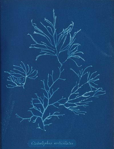 Cladostephus verticillatus, vers 1853 - Anna Atkins