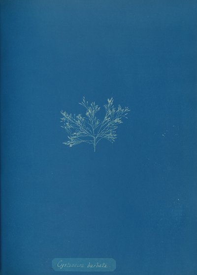 Cystoseira barbata, vers 1853 - Anna Atkins