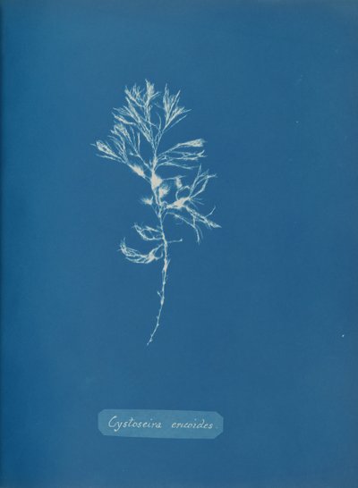 Cystoseira ericoides, vers 1853 - Anna Atkins