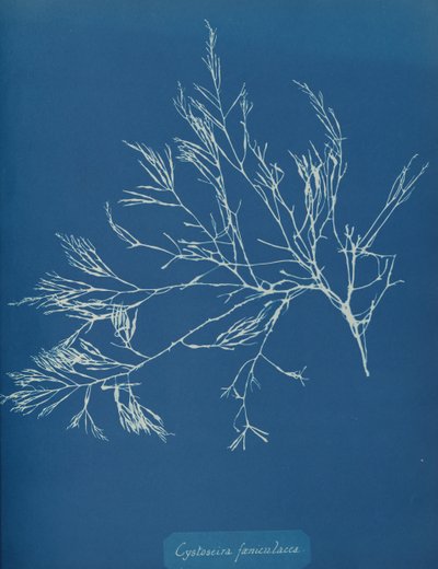 Cystoseira fæniculacea, vers 1853 - Anna Atkins