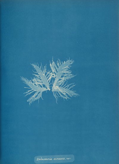 Delesseria sinvosa, var. - Anna Atkins