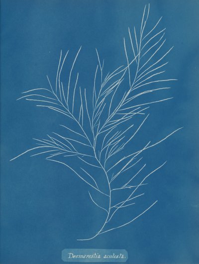 Desmarestia aculeata - Anna Atkins