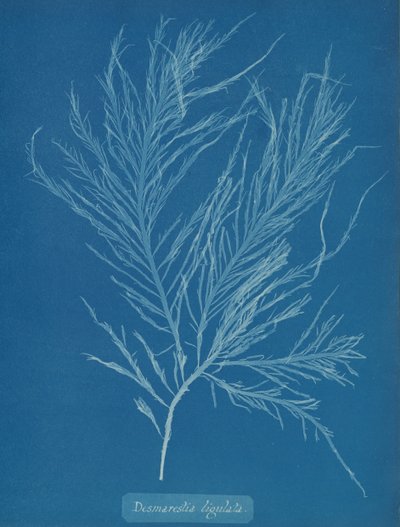 Desmarestia liqulata, ca. 1853 - Anna Atkins