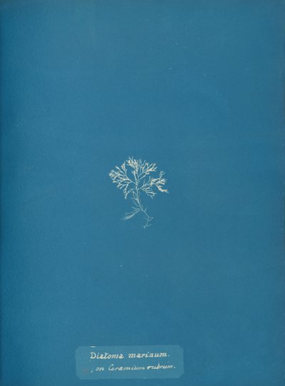 Diatoma marinum sur Ceramium rubrum, vers 1853 - Anna Atkins