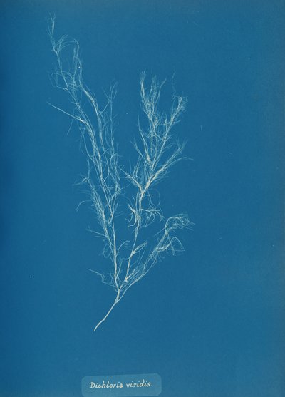 Dichloria viridis - Anna Atkins