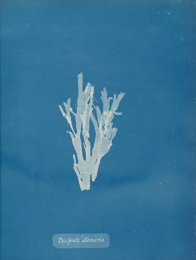 Dictyota atomaria - Anna Atkins