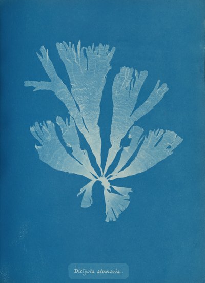 Dictyota atomaria - Anna Atkins