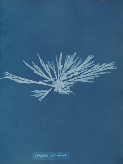 Dictyota dichotoma, vers 1853 - Anna Atkins