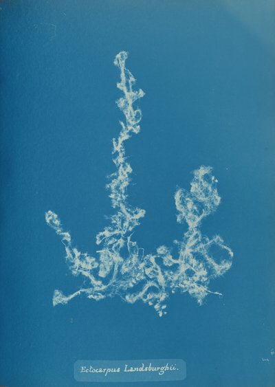 Ectocarpus Landsburghii, vers 1853 - Anna Atkins