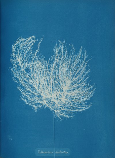 Ectocarpus distantus, vers 1853 - Anna Atkins