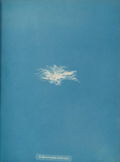 Enteromorpha clathrata, vers 1853 - Anna Atkins