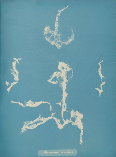 Enteromorpha ramulosa, vers 1853 - Anna Atkins