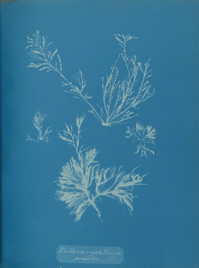 Exillaria crystallinum parasitique, vers 1853 - Anna Atkins