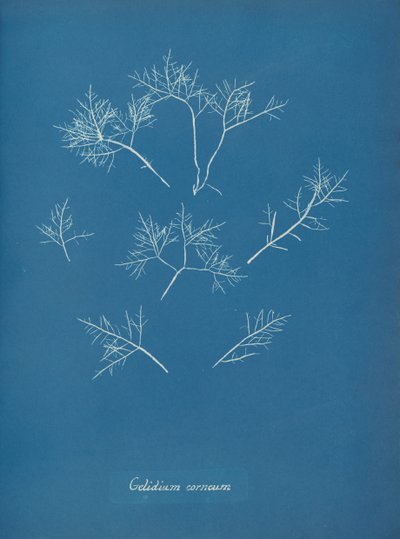 Gelidium corneum - Anna Atkins