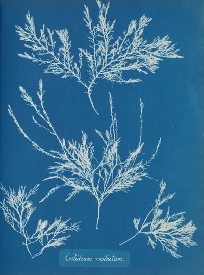 Gelidium rostratum, vers 1853 - Anna Atkins