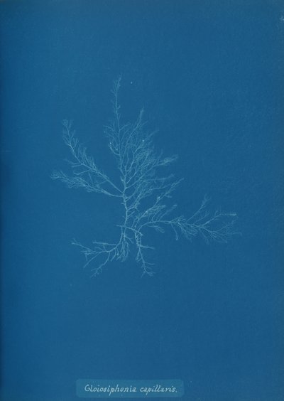 Gloisiphonia capillaris, ca. 1853 - Anna Atkins