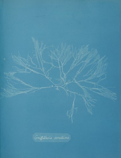 Griffithsia corallina, vers 1853 - Anna Atkins