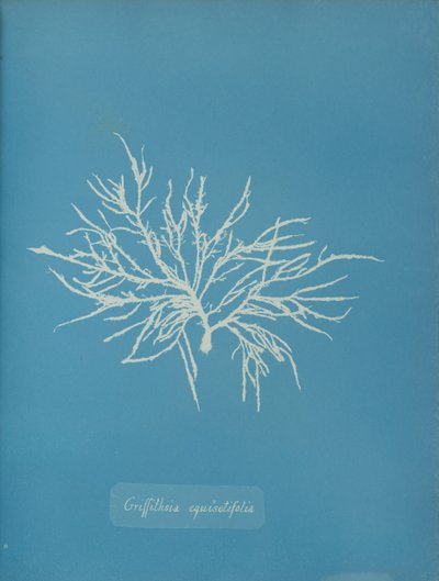 Griffithsia equisetifolia, vers 1853 - Anna Atkins