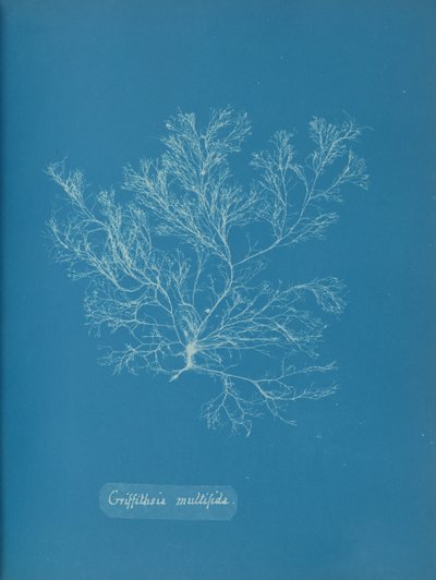 Griffithsia multifida, vers 1853 - Anna Atkins