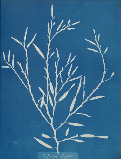 Halydrys siliquosa, vers 1853 - Anna Atkins