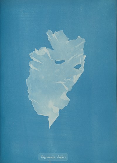 Kalymenia dubyi, vers 1853 - Anna Atkins