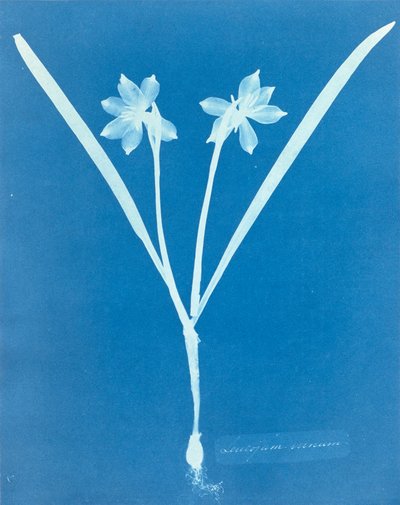 Leucojam Varium par Anna Atkins - Anna Atkins