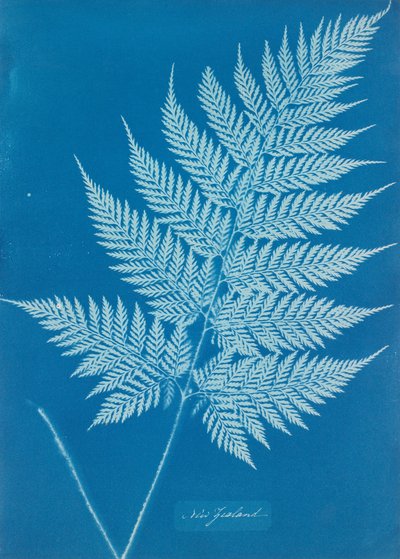 Nouvelle-Zélande - Anna Atkins