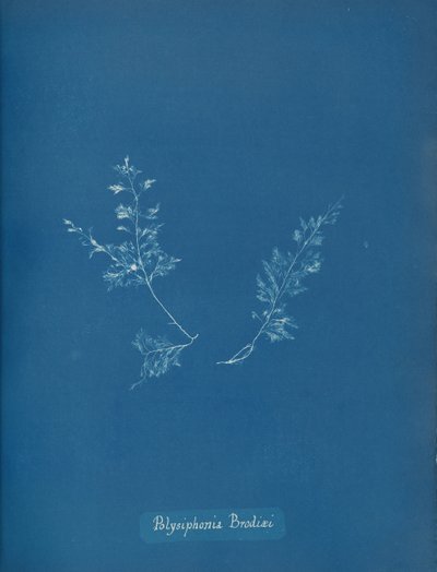 Polysiphonia Brodiæi, vers 1853 - Anna Atkins