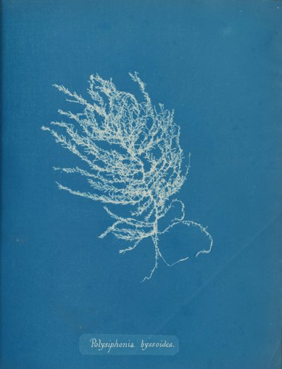 Polysiphonia byssoides, vers 1853 - Anna Atkins