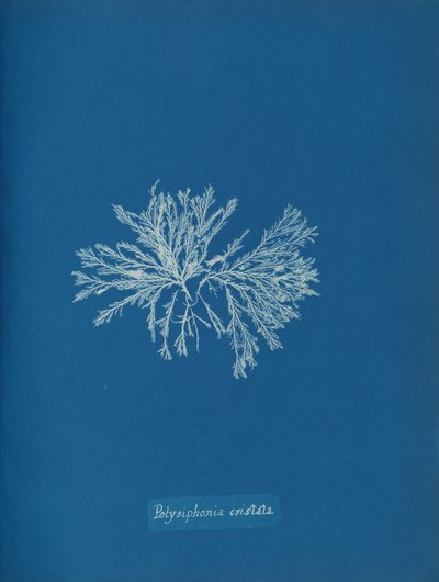 Polysiphonia cristata, vers 1853 - Anna Atkins