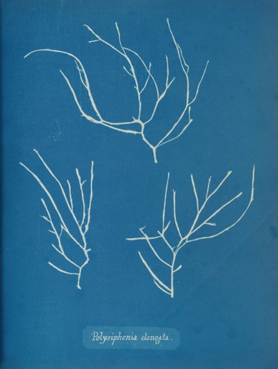 Polysiphonia elongata - Anna Atkins