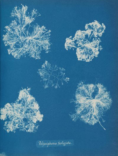 Polysiphonia fastigiata, vers 1853 - Anna Atkins