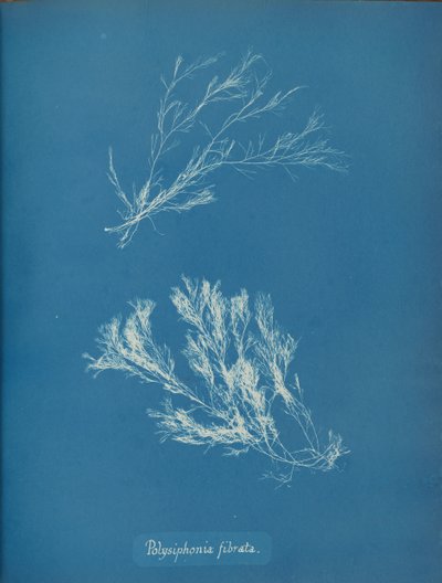 Polysiphonia fibrata - Anna Atkins