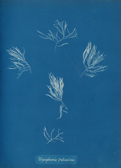 Polysiphonia fruticulosa, vers 1853 - Anna Atkins