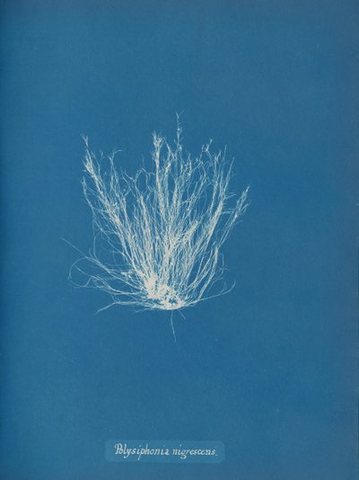 Polysiphonia nigrescens, vers 1853 - Anna Atkins